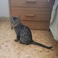 Adopta a Tiger
