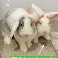 Adopta a Croqueta Y Rosquilla