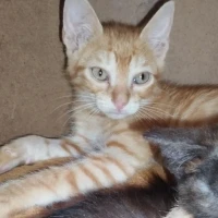 Adopta a Panam