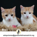 Adopta a Blas