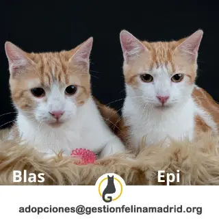 Blas