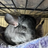 Adopta a Juan Y Pedro