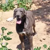 Adopta a Plata