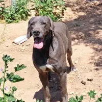 Adopta a Plata