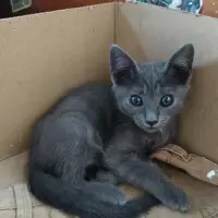 Adopta a Gordi