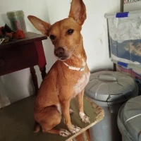 Adopta a Estrella