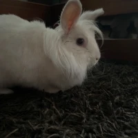 Adopta a Iris