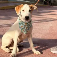 Adopta a Dorito