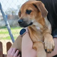 Adopta a Cookie