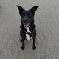 Adopta a Choco