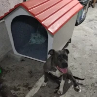 Adopta a Caguama