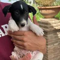Adopta a Manchita
