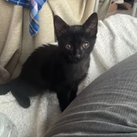 Adopta a Félix