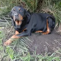 Adopta a Tai