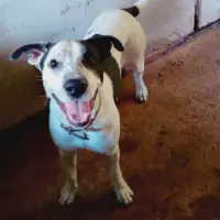 Adopta a Pinto