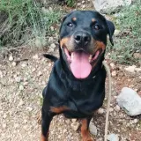 Adopta a Roti