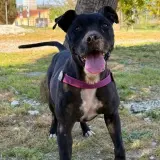 Adopta a Hera