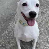 Adopta a Nieve
