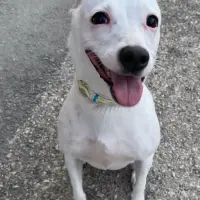 Adopta a Nieve