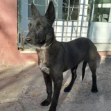 Adopta a Dante