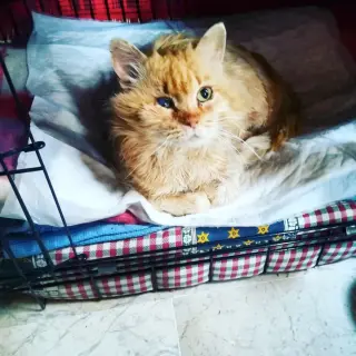 Guss