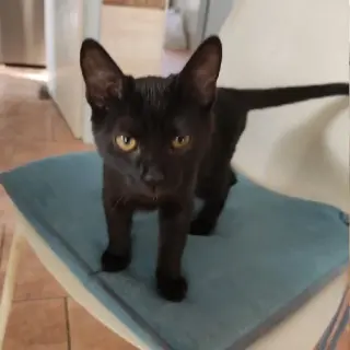 Luci