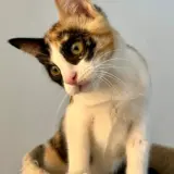 Adopta a Celestina