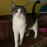 Adopta a Golosina