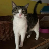 Adopta a Golosina