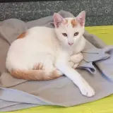 Adopta a Mazapán