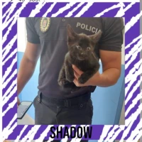 Adopta a Shadow