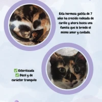 Adopta a Pitbull