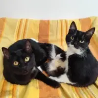 Adopta a Kenzo
