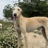 Adopta a Curro -- Precioso Galgo Tlf 645978718