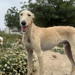 Curro -- Precioso Galgo Tlf 645978718