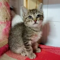 Adopta a Sol