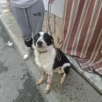 Adopta a Thor