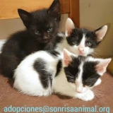 Adopta a Gatitos Bebés