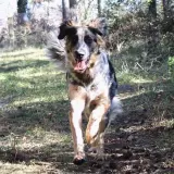 Adopta a Bam