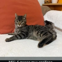 Adopta a Milú Ale