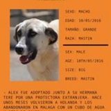 Adopta a Alex