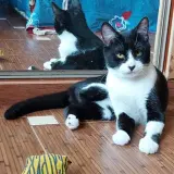 Adopta a Loule