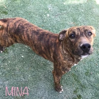 Adopta a Mina