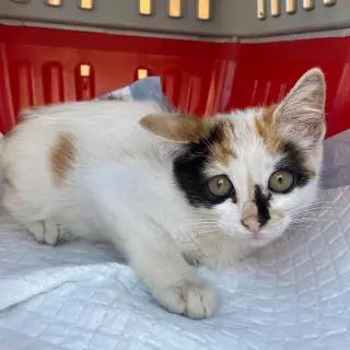 Nala