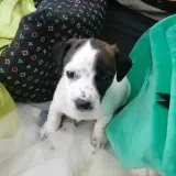 Adopta a Balto