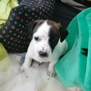Balto
