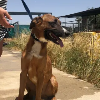 Atom