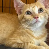 Adopta a Luffy