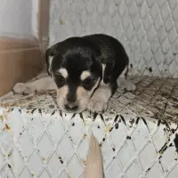 Adopta a Martina