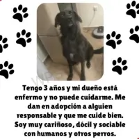 Adopta a Kuma